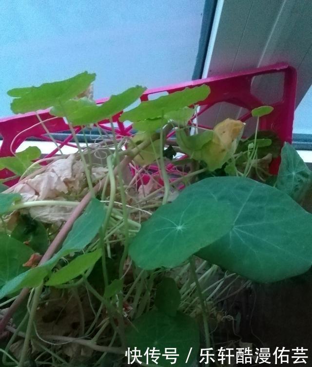 金丝荷叶花。不开花,看叶子也挺好看的