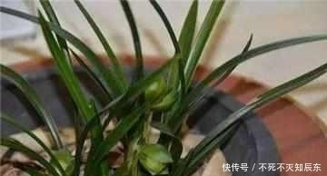 老花农|兰花10年不烂根,老花农只用这2招!