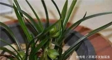 老花农|兰花10年不烂根，老花农只用这2招！