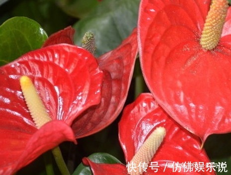 家养红掌总是长不好学会这三个小技巧,轻松开花长不停