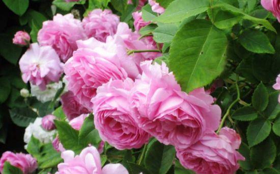 4种花很漂亮,好养易活能爆盆,花开芳香四溢