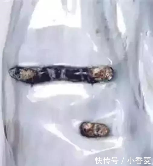  虫子|2亿年前的五条虫子 与大树一起变成了玉石！