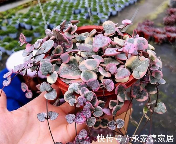 立秋以后,养多肉牢记3个要点,长势迅速养出果冻色