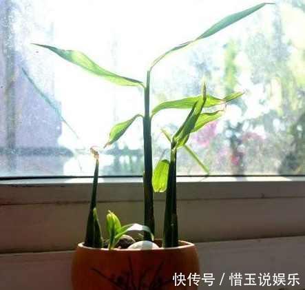家里生姜发芽了别扔丢水里,长的比富贵竹还好看