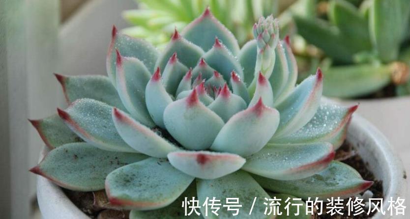 养多肉植物吉娃娃,抓住这3点,盆栽显贵气,特美!