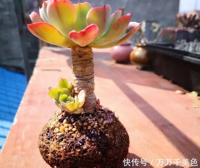 多肉饿着养,个个土肥圆,越矮越小越值钱