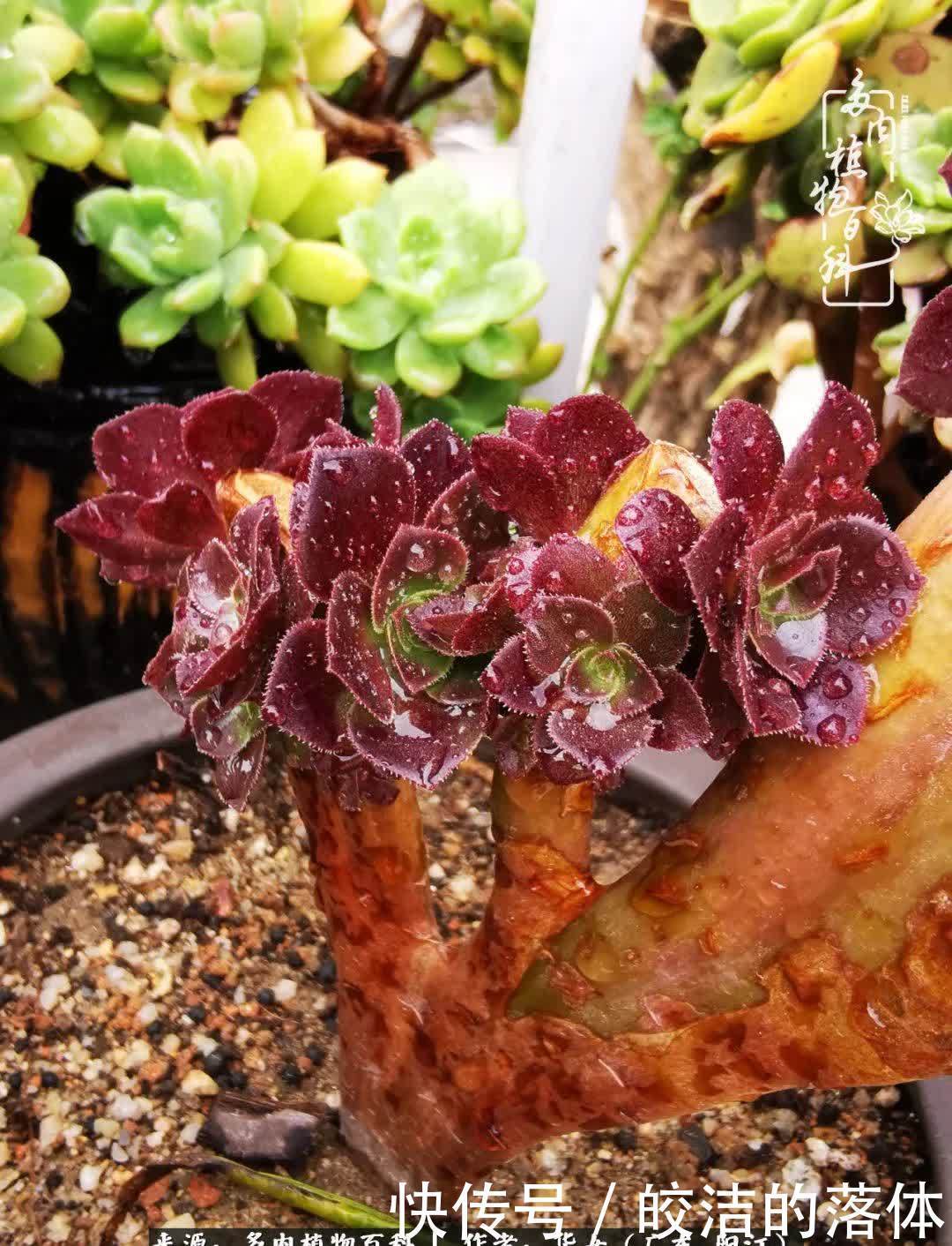 广东的冬天是多肉的春天,时间是最好的魔法师!