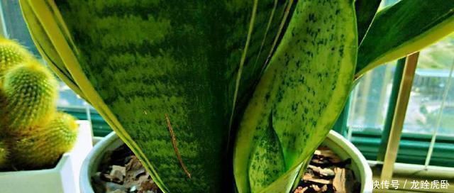 虎皮|人家的虎皮兰,叶子长得又直、又挺,原来是这么养的