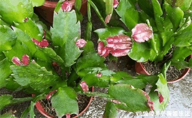 休眠期|蟹爪兰叶子“软塌塌”?教你做3步,嗖嗖冒新叶,入冬花朵爆盆