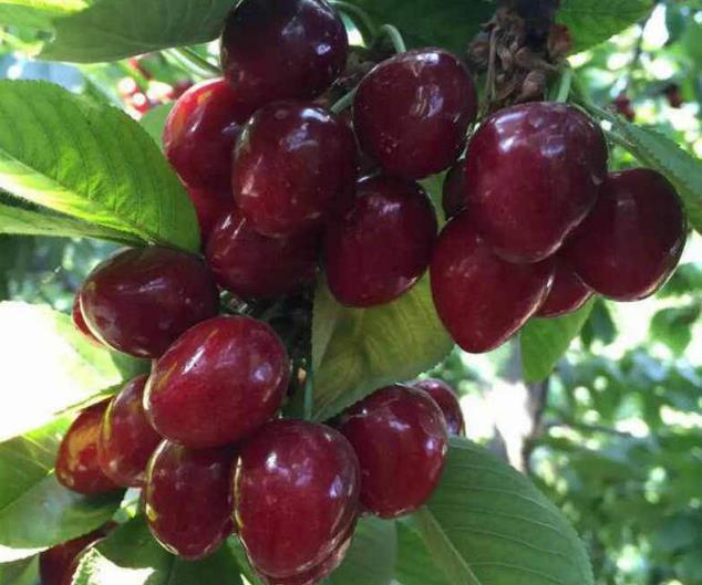 1斤“50元”的水果，“种2盆”在家里，想吃就摘，省钱又有趣