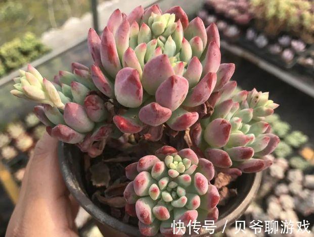 秋季养多肉,学会控一控,叶肥又鲜艳,很快长出好状态