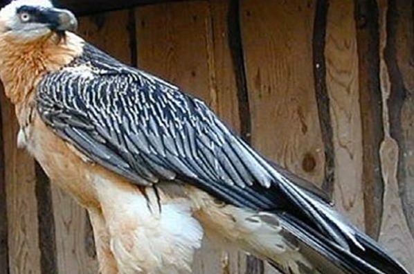 世界上最凶猛的十大猛禽