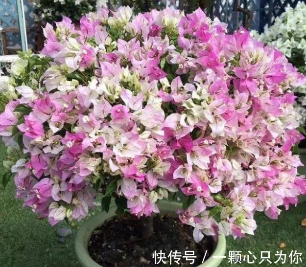 立冬前养三角梅，趁早做好4件事，安全过冬，来年开花更旺盛