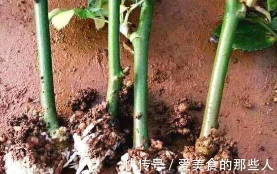 3种花现在扦插正合适,生根快成活率高,轻松养出一大满盆