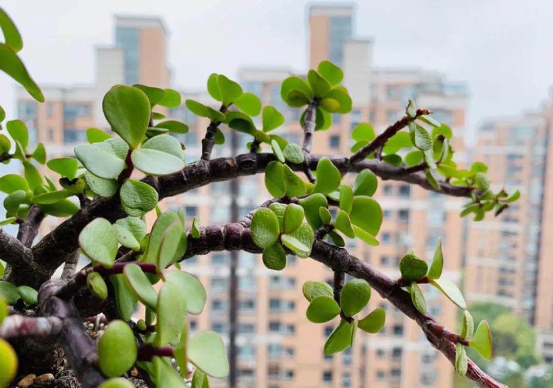 金枝玉叶开花了，真花长这样，很多人没见过