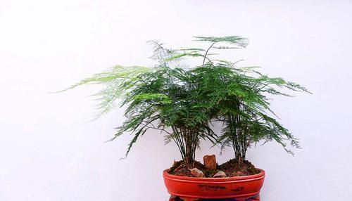 四季不黄叶|1种不起眼的小东西,用来养文竹,四季不黄叶,蹭蹭冒新芽