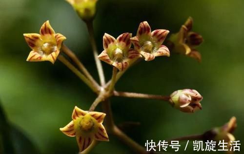 世界上最丑的兰花,外形丑陋无比,却拥有玫瑰般的香气