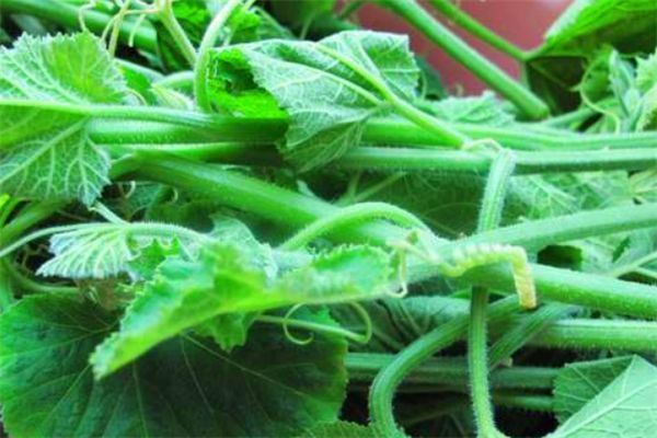 排毒养颜|女性想要皮肤好 ,4种食物离不开,排毒养颜,滋润肌肤