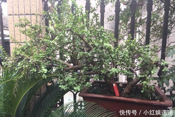 路边捡棵“小老桩”，回家浇点水，养了半个月，原来是盆金枝玉叶