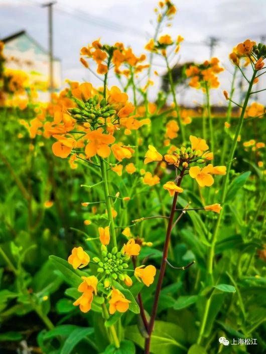 中年|春天的味道！松江这里的菜花开啦【爱申活 暖心春】