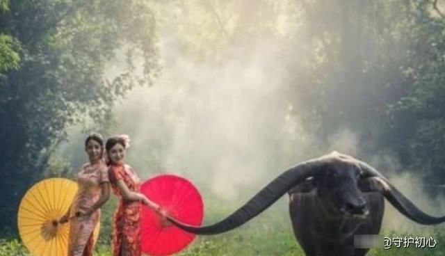 俗语|俗语“老牛吃嫩草”,下一句也很经典,却很少有人知道