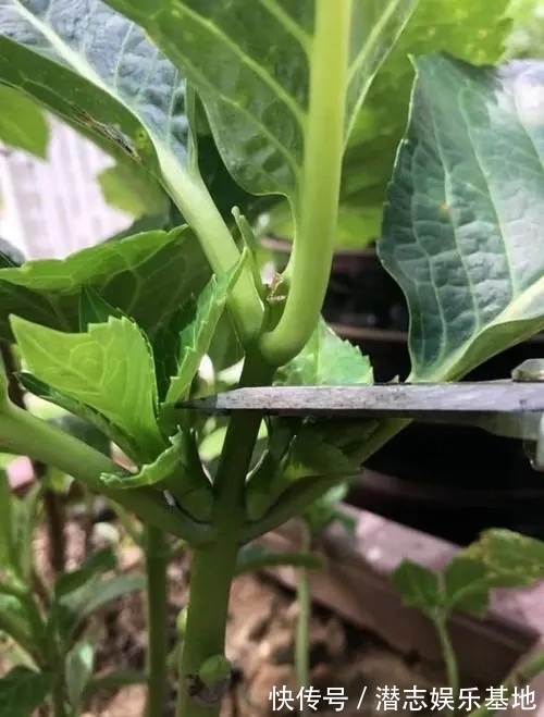 6种“漂亮花”,长了就狠剪,舍不得剪害处大,耽误一年开花量