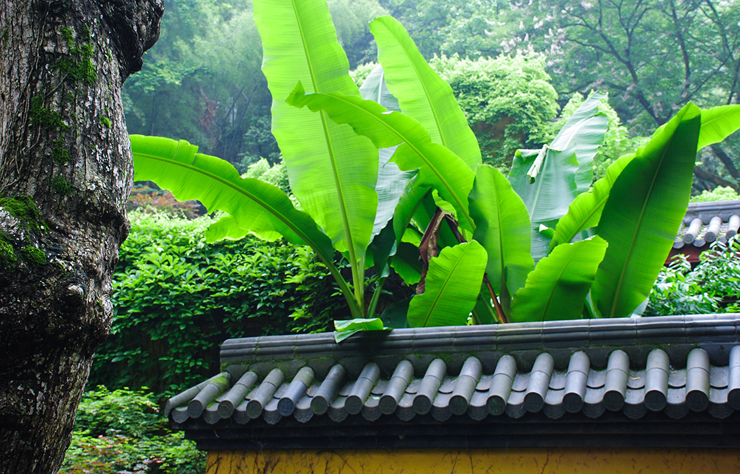 修行@我即将出家,也是“回家”