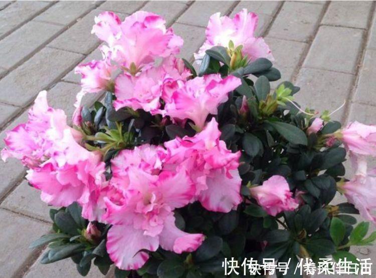 4种花现在养刚刚好，冬天开花很漂亮，招财又纳福，谁养谁喜欢