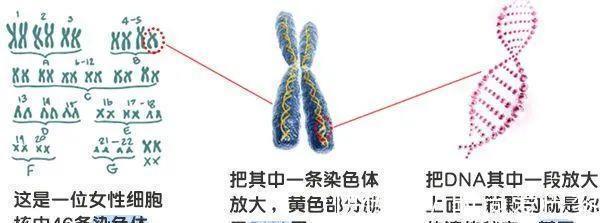 胎儿|怀孕头三个月为啥不能说?这里头学问可大了