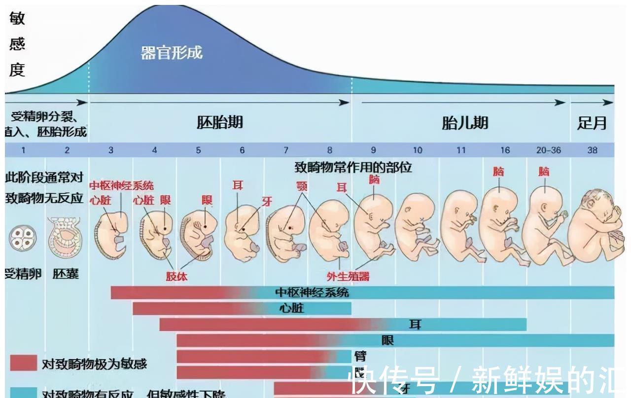 骨缝|为何动物生育后代如此轻松，而人类分娩时却疼得那么撕心裂肺？