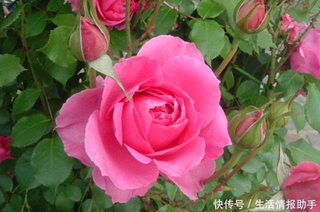 藤本月季三年才成型不,选择这3个品种,一年就能给你一面花墙!