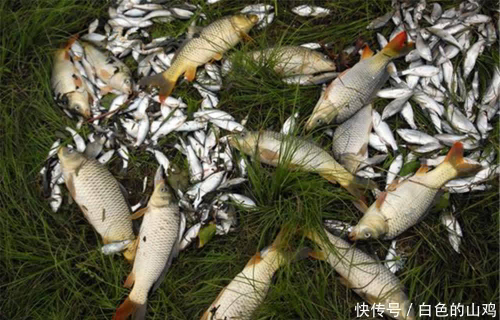 钓鱼技巧:选对钓位的4大因素,找到有鱼群的位置,不愁钓不到鱼