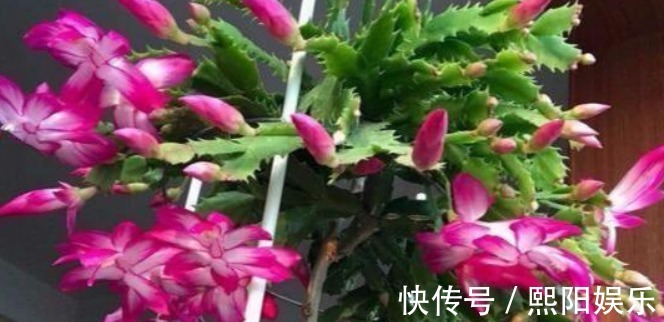 水蟹爪兰|蟹爪兰开花上百朵只因做对“4点”,学会7天喷1次“开花水”