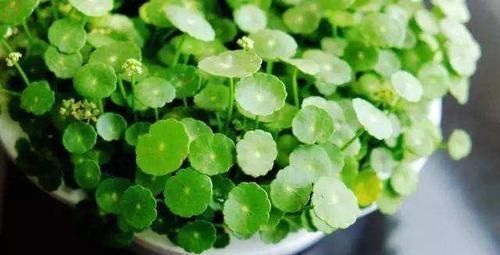 铜钱草|养此2种植物,干净、卫生还好看!家里来一盆,真值!