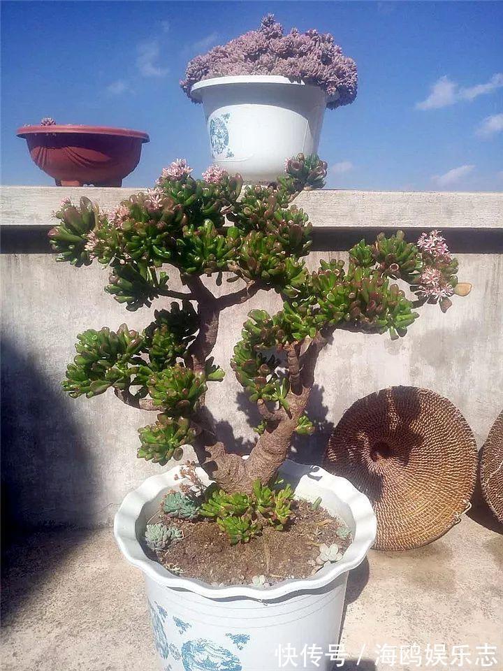 存钱筒|20年的“玉树”，叶子长成存钱筒，夏天猛晒红彤彤！