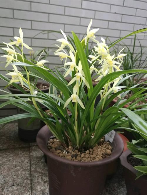 养兰花,有技巧,4个“基本”不能少,根系健康,花箭窜的高