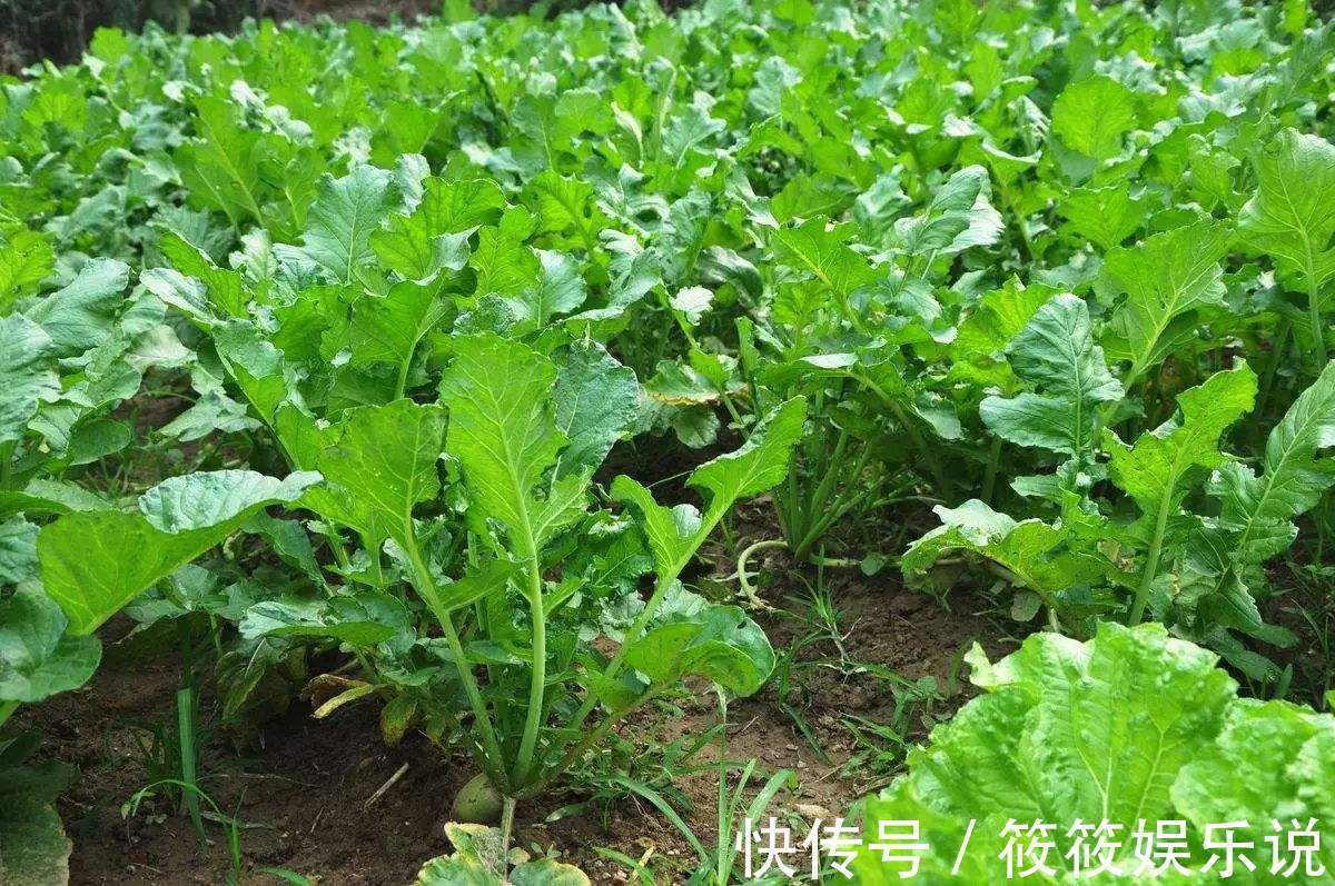 白萝卜|立冬后,吃萝卜好处多,但不要与一物共食,有很多人还不清楚!