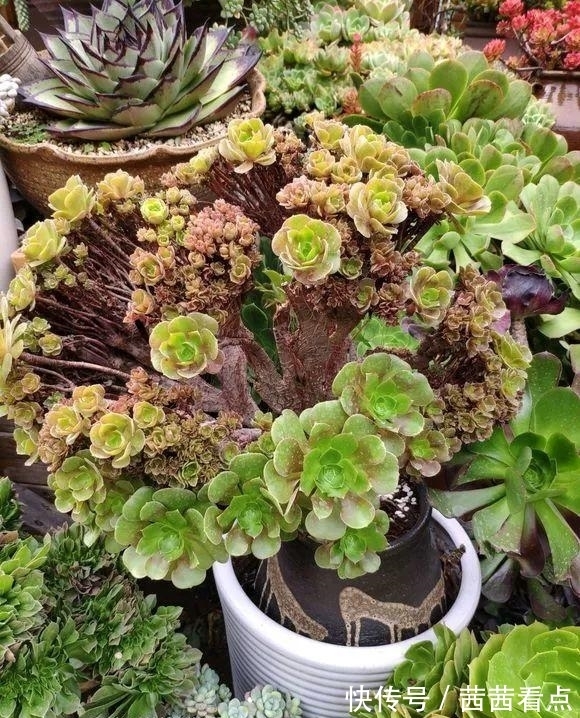 张大姐养多肉, 连屋顶也不放过, 8年种了3万棵!