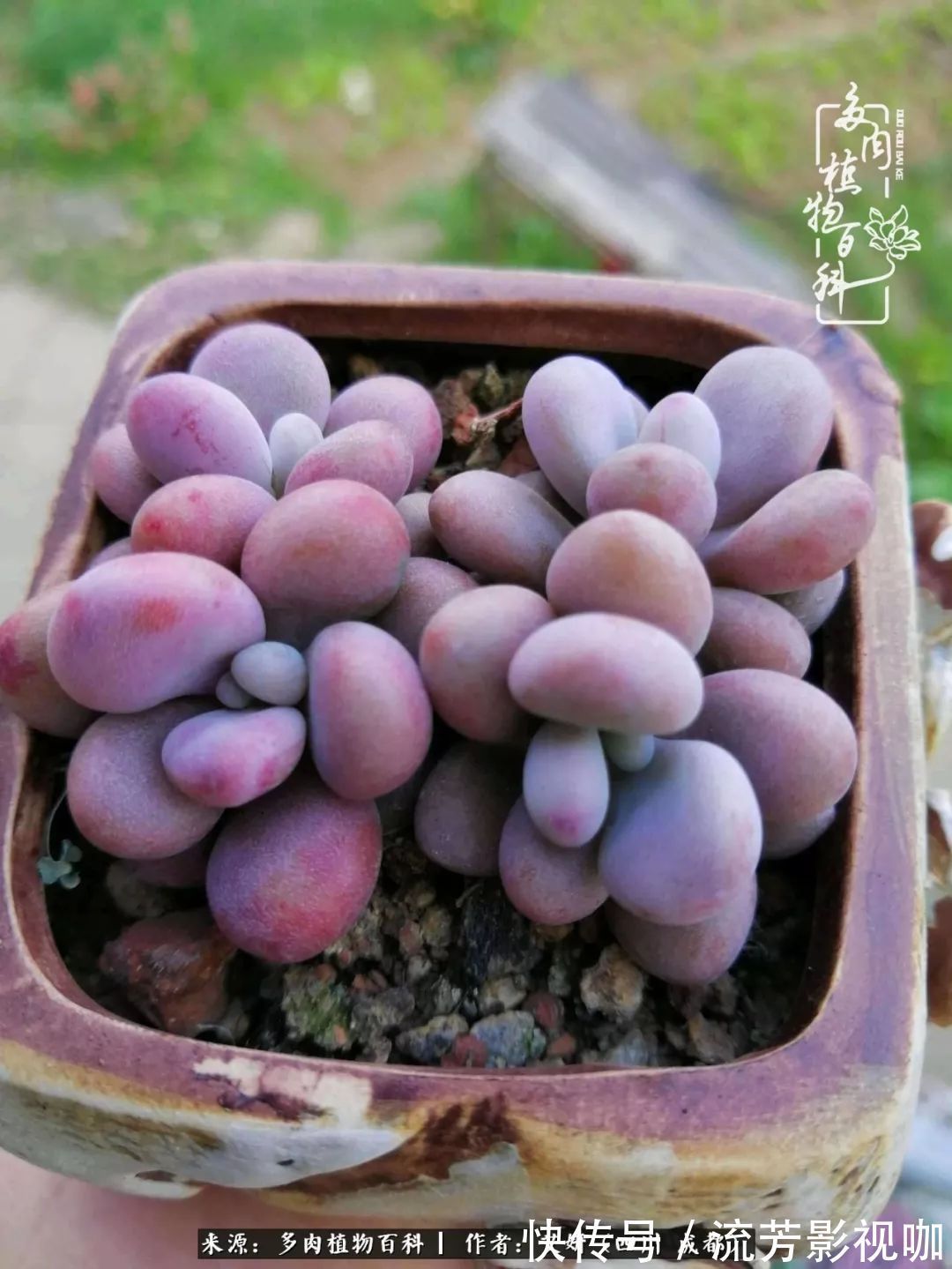 多肉|人生有时候就像多肉，不是不出彩，只是经历的时光还不够！