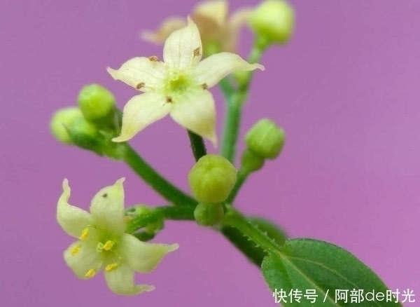 流血|农村这野草摸一下就流血,但价值很珍贵,人称“血见愁”,见过没