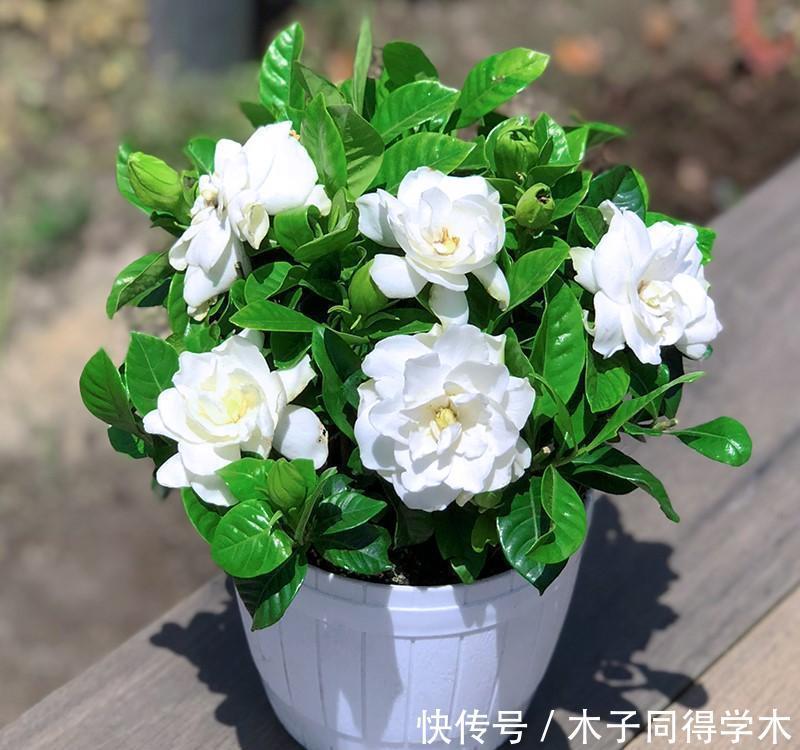 花树|4种“富贵花”,越养越值钱,价值上万元,能换很多“养老钱”