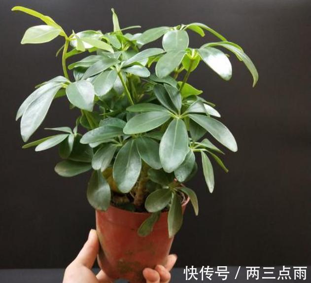 多肉|这4种花天生就是“穷命”,住不了大花盆,喝不了太多水,很好养