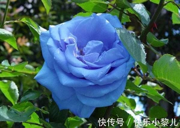 星座|2月中旬开始,情种发芽,良缘牵挂,4星座真爱沦陷,天长地久