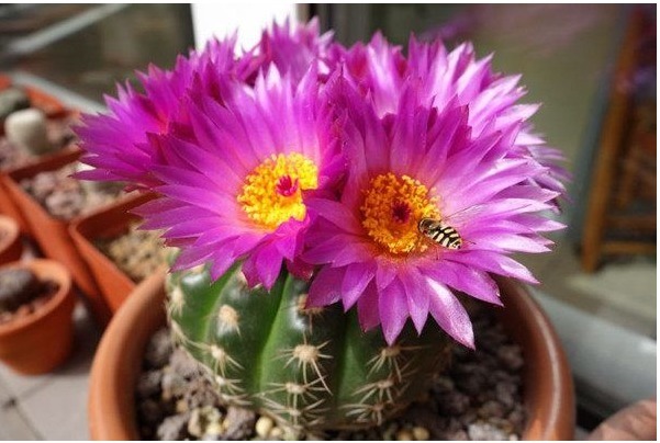 一种开花十分勤快的仙人球,栽下不久即开花,多箭齐发超级漂亮