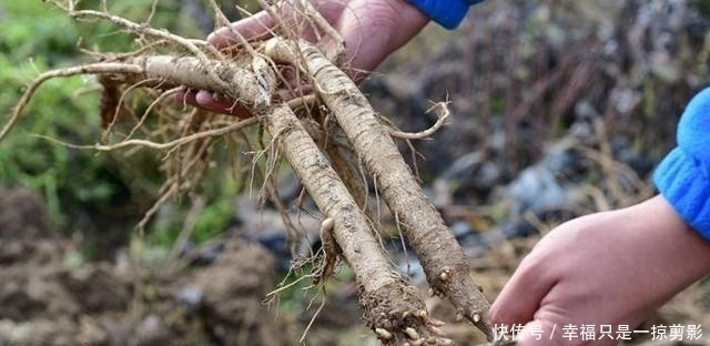 老家若有见到这种野草,请保护起来,让它们生长,目前120元一斤