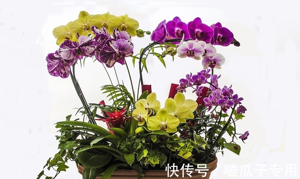 做对了这几件事,蝴蝶兰能养100年