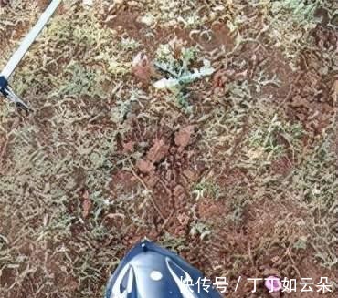 同样是打窝为何你的窝不上鱼你知道吗老钓友告诉你原因!