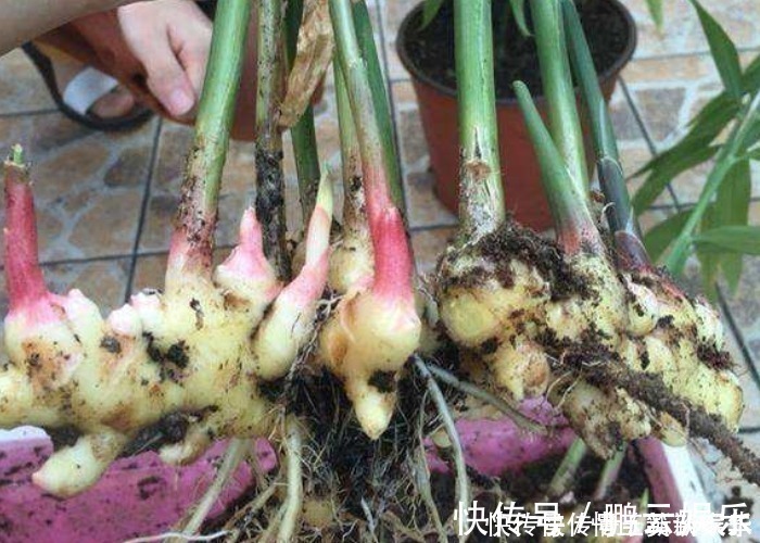 收获|家中的油桶别扔了,里面丢一块姜,浇点水给点肥,一年收获一大盆