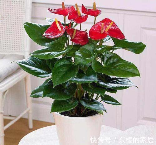  开花|此款耐阴花，号称“开花机器”，好养又好看，花朵红艳艳！