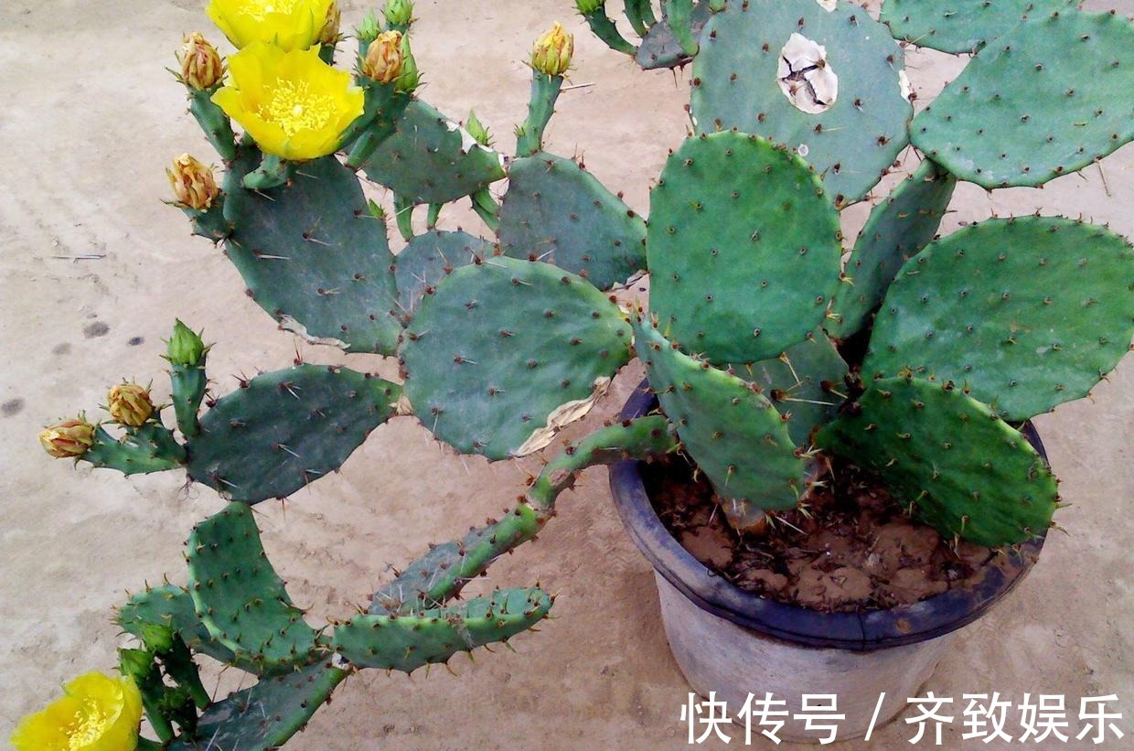 她家仙人掌从春开到冬,看得都快腻了,只因为做了这件事!